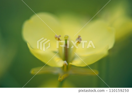 Pretty rape blossoms in full bloom shining in the spring light Pretty rape blossoms in full bloom shining in the spring light 110159250