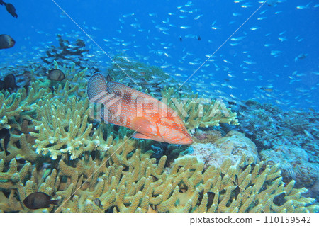 Coral, blue sea, and Yukata grouper - the sea of Okinawa 110159542