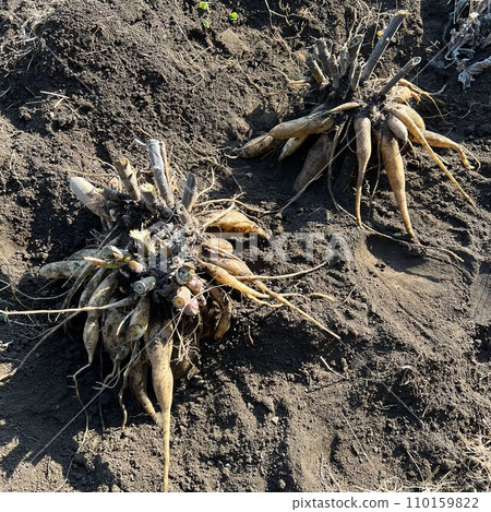 Yacon Harvest Yacon Harvest 110159822