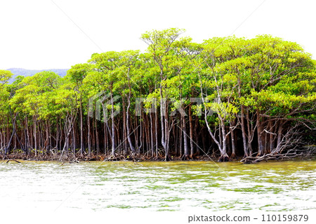 Nakama River Mangrove Cruise on Iriomote Island, Okinawa 110159879