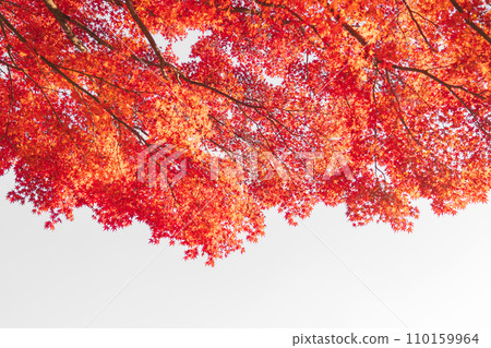 Autumn leaves/autumn image 110159964