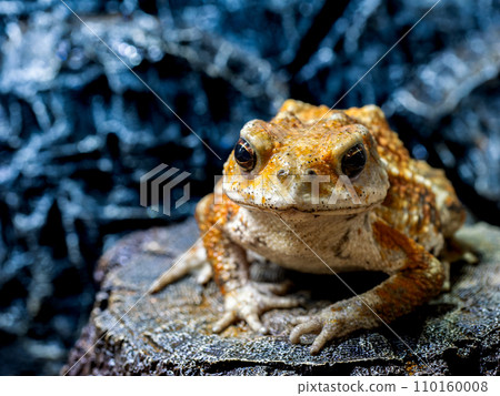 宮古蟾蜍宏 110160008