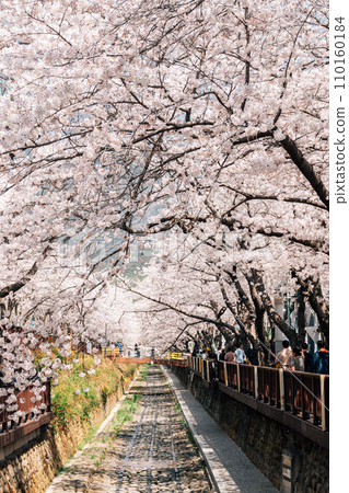 Yeojwacheon Stream spring cherry blossoms road at Jinhae Gunhangje Festival in Changwon, Korea 110160184