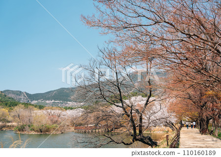 Jinhae NFRDI Environment Eco Park spring cherry blossoms nature scenery at Jinhae Gunhangje Festival in Changwon, Korea Jinhae NFRDI Environment Eco Park spring cherry blossoms nature scenery at Jinhae Gunhangje Festival in Changwon, Korea 110160189