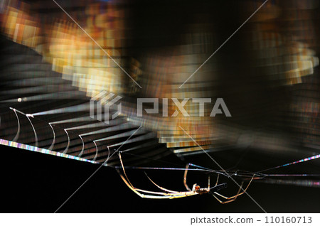 Spider web shining in rainbow colors in the morning sun, close-up 110160713