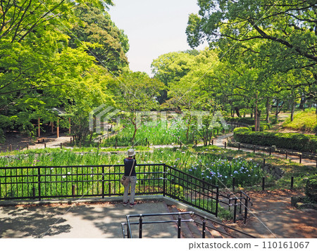 Yonomiya Park with a beautiful irises garden in Tobata Ward, Kitakyushu City Yonomiya Park with a beautiful irises garden in Tobata Ward, Kitakyushu City 110161067