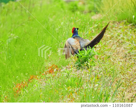 A male pheasant with a long tail and beautiful colorful feathers 110161087