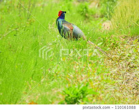 A male pheasant with a long tail and beautiful colorful feathers 110161088