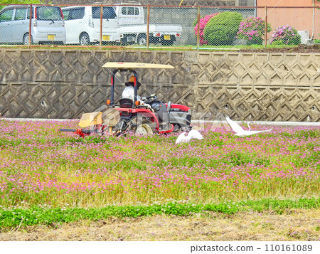 Great egrets hunting for food in rice fields plowed by agricultural machinery 110161089