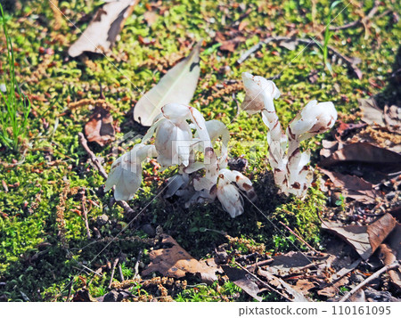 A white and unique plant called eureitake, ginryousou A white and unique plant called eureitake, ginryousou 110161095
