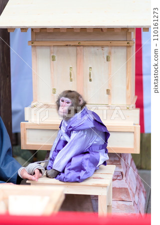 A monkey showing off his tricks by turning monkeys A monkey showing off his tricks by turning monkeys 110161273