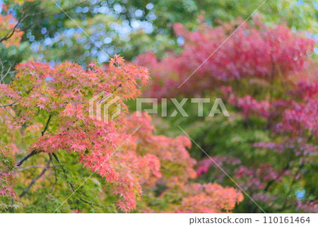 Brightly colored autumn leaves Brightly colored autumn leaves 110161464