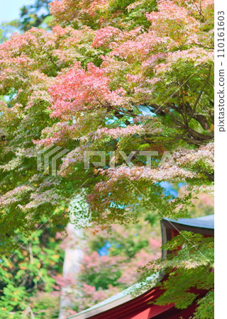 Brightly colored autumn leaves Brightly colored autumn leaves 110161603