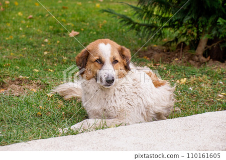 Street dog with yellow spots sits on the grass lawn Street dog with yellow spots sits on the grass lawn 110161605