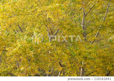 Many yellow leaves on a tree, autumn landscape Many yellow leaves on a tree, autumn landscape 110161641