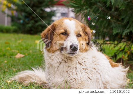 Street dog with yellow spots sits on the grass lawn 110161662