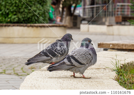Pigeons and doves in a public park. Birds 110161676