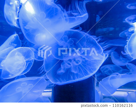 Jellyfish floating in the aquarium Jellyfish floating in the aquarium 110162116