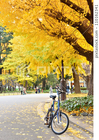 公園內銀杏樹旁停放的自行車 公園內銀杏樹旁停放的自行車 110162341