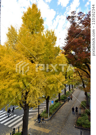 人們穿過山下公園大道的銀杏樹線和行人穿越道 110162344