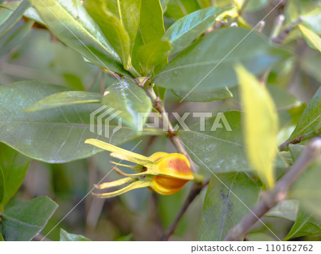 Gardenia fruit Gardenia fruit 110162762