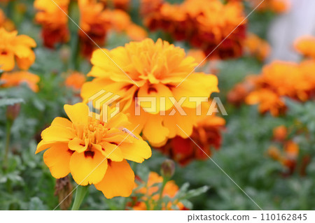 淡黃色萬壽菊 淡黃色萬壽菊 110162845