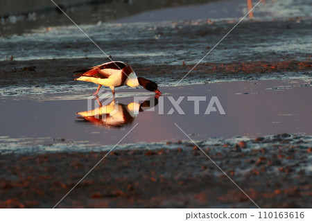 Shelduck searching for food Shelduck searching for food 110163616