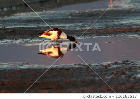 Shelduck searching for food Shelduck searching for food 110163618