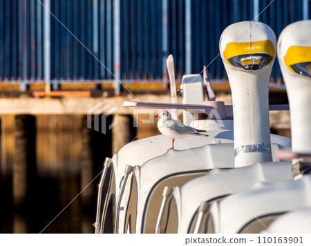 Black-headed gull on a swan boat 110163901