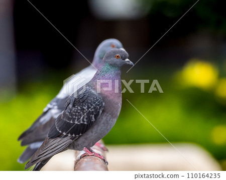 A brown pigeon and rock pigeon perching on a handrail 110164235