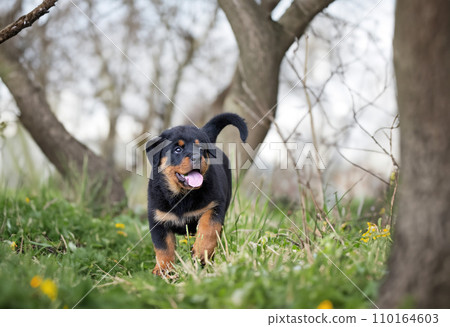 puppy rottweiler in nature puppy rottweiler in nature 110164603
