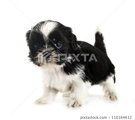 puppy Shih Tzu in studio 110164612