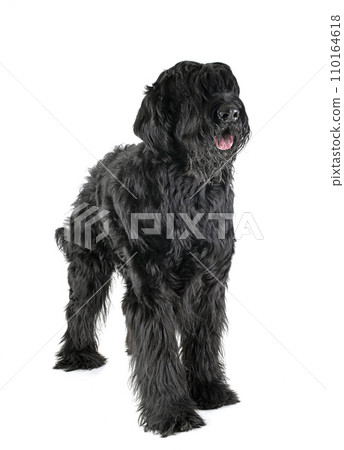 Giant Schnauzer in studio Giant Schnauzer in studio 110164618