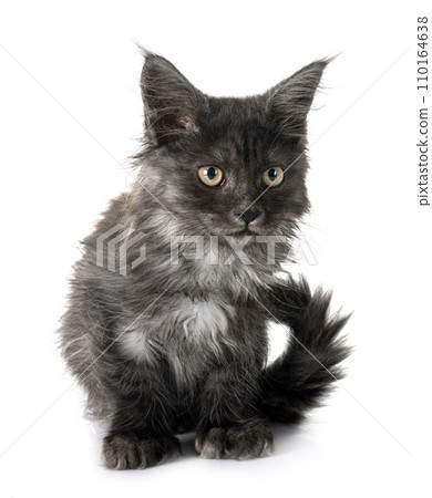 maine coon kitten 110164638