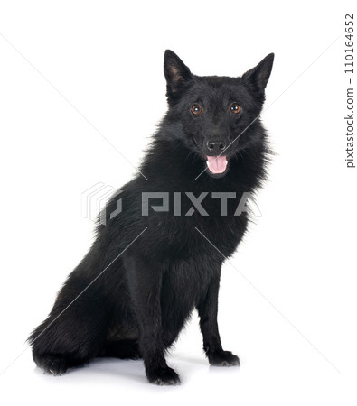 young Schipperke in studio young Schipperke in studio 110164652