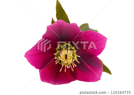 red hellebore flower isolated red hellebore flower isolated 110164735