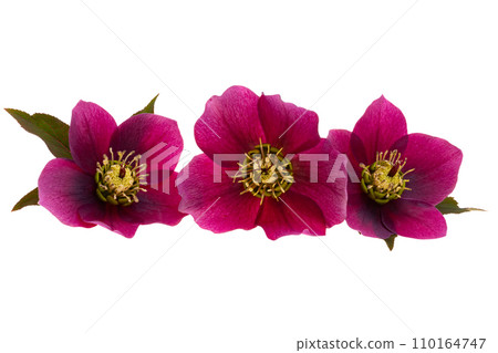 red hellebore flower isolated 110164747