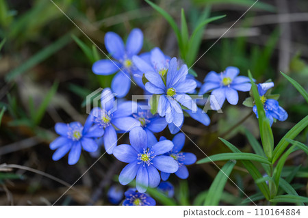 hepatica nobilis hepatica nobilis 110164884