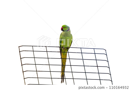 green parrot isolated green parrot isolated 110164932