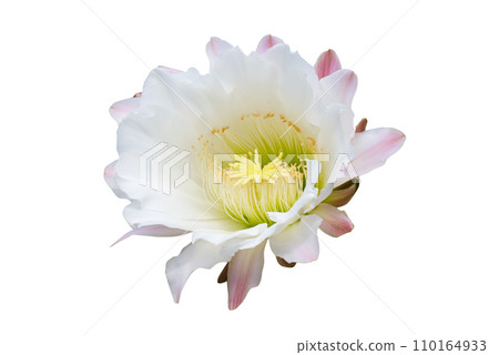 beautiful cactus flower isolated beautiful cactus flower isolated 110164933