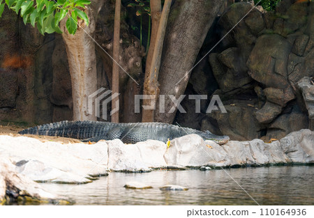 big crocodile 110164936