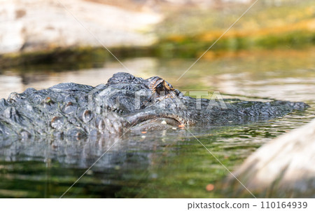 big crocodile 110164939