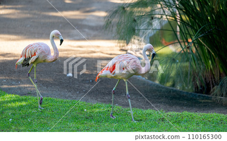 pink flamingo walking pink flamingo walking 110165300