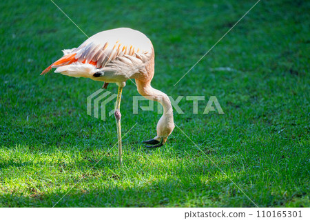 pink flamingo walking pink flamingo walking 110165301