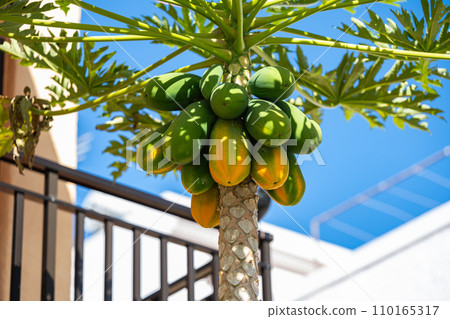 papaya fruits papaya fruits 110165317