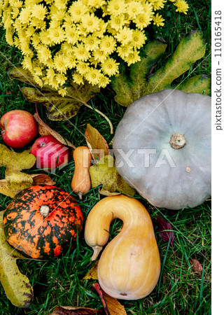 autumn harvest still life with yellow Chrysanthemum flower bunch. autumn harvest still life with yellow Chrysanthemum flower bunch. 110165418