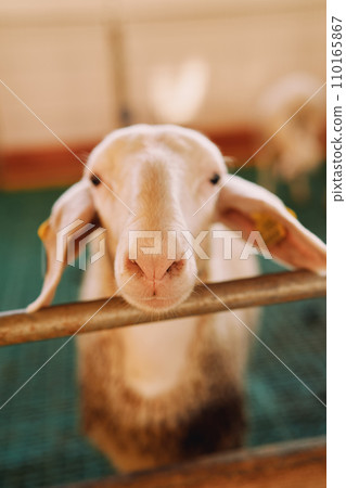 White sheep put its muzzle on the fence while standing on the farm White sheep put its muzzle on the fence while standing on the farm 110165867