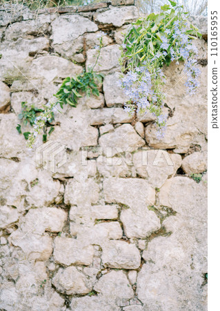Blue flowers growing on a steep stone ancient wall Blue flowers growing on a steep stone ancient wall 110165955