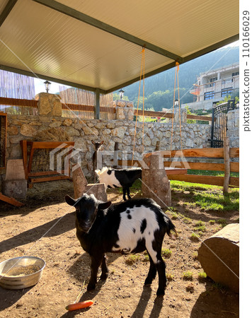 Goatling stands near a feeder with carrots in a corral  110166029