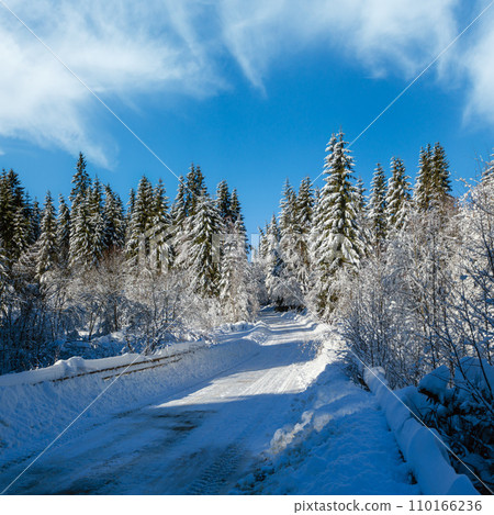 Secondary countryside alpine road to remote mountain hamlet through snowy fir forest, snow drifts and wood fence on wayside 110166236